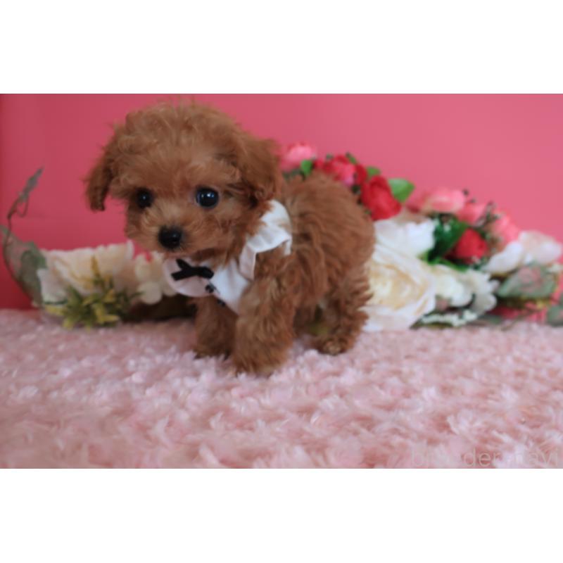 成約済の鹿児島県のティーカッププードル-419490の7枚目