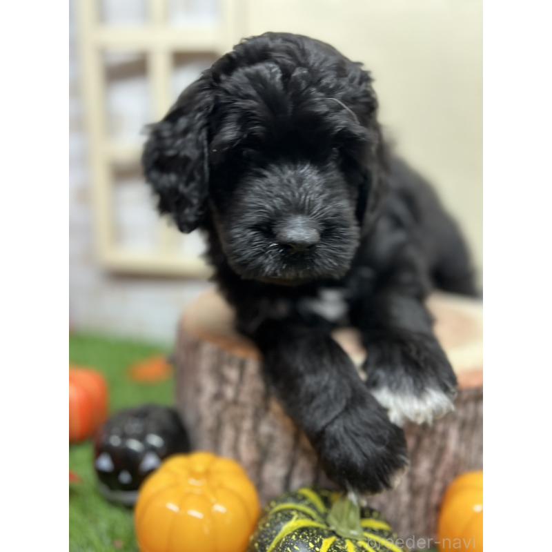 販売中の北海道のバーニードゥードル:バーニーズ×スタンダードプードル-415007の4枚目