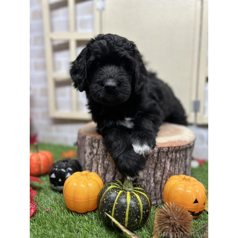 販売中の北海道のバーニードゥードル:バーニーズ×スタンダードプードル-415007の3枚目