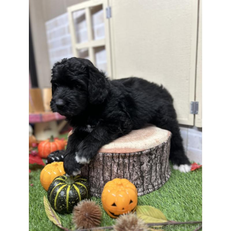 販売中の北海道のバーニードゥードル:バーニーズ×スタンダードプードル-415007の2枚目