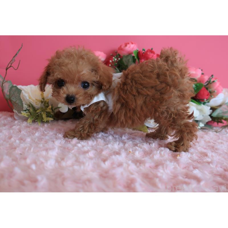 成約済の鹿児島県のティーカッププードル-419490の6枚目