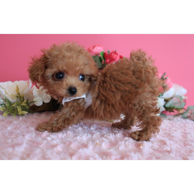 成約済の鹿児島県のティーカッププードル-419490の5枚目