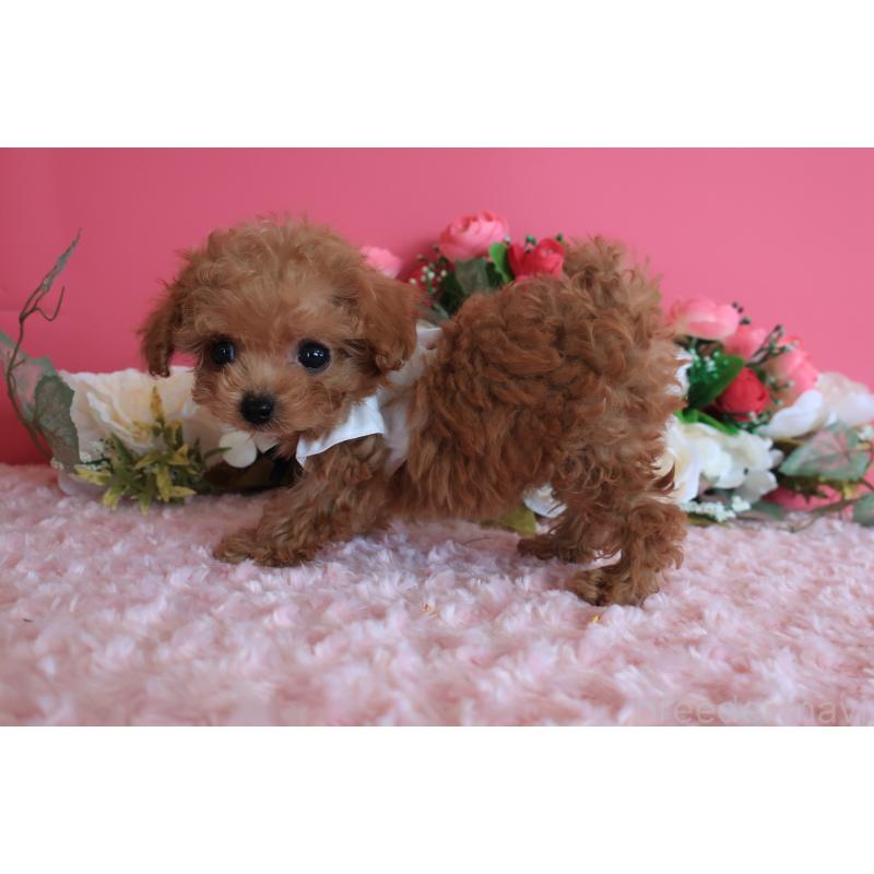 成約済の鹿児島県のティーカッププードル-419490の4枚目