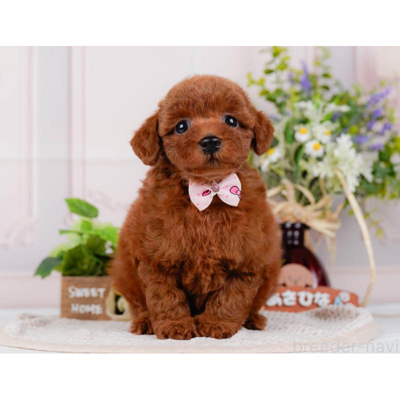 販売中の神奈川県のトイプードル-422789の11枚目