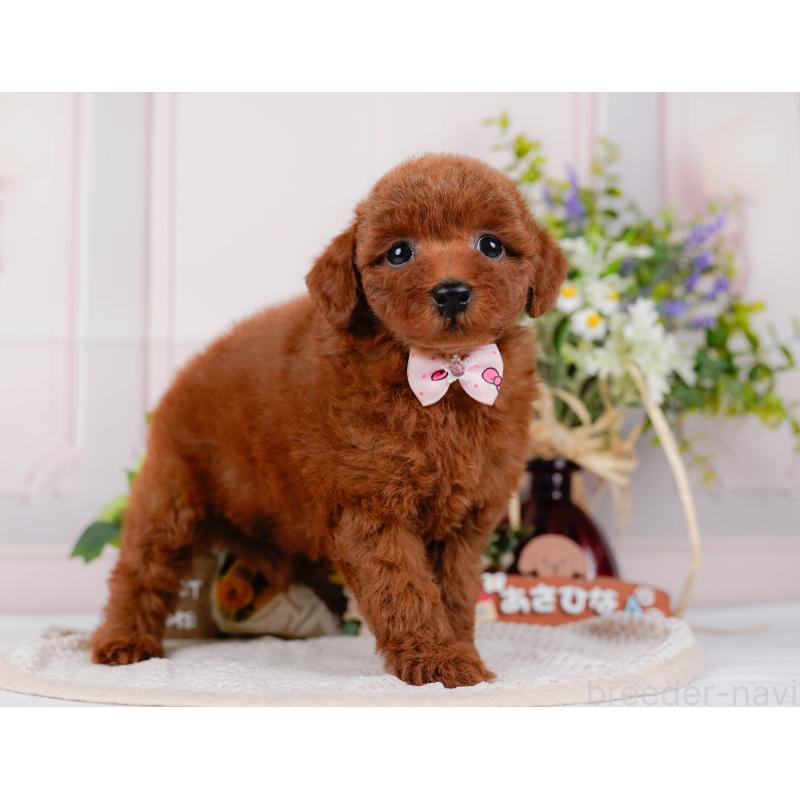 販売中の神奈川県のトイプードル-422789の10枚目