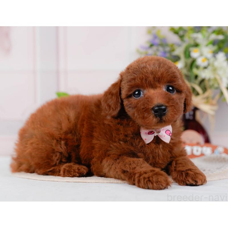 販売中の神奈川県のトイプードル-422789の9枚目