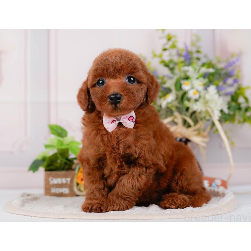 販売中の神奈川県のトイプードル-422789の8枚目