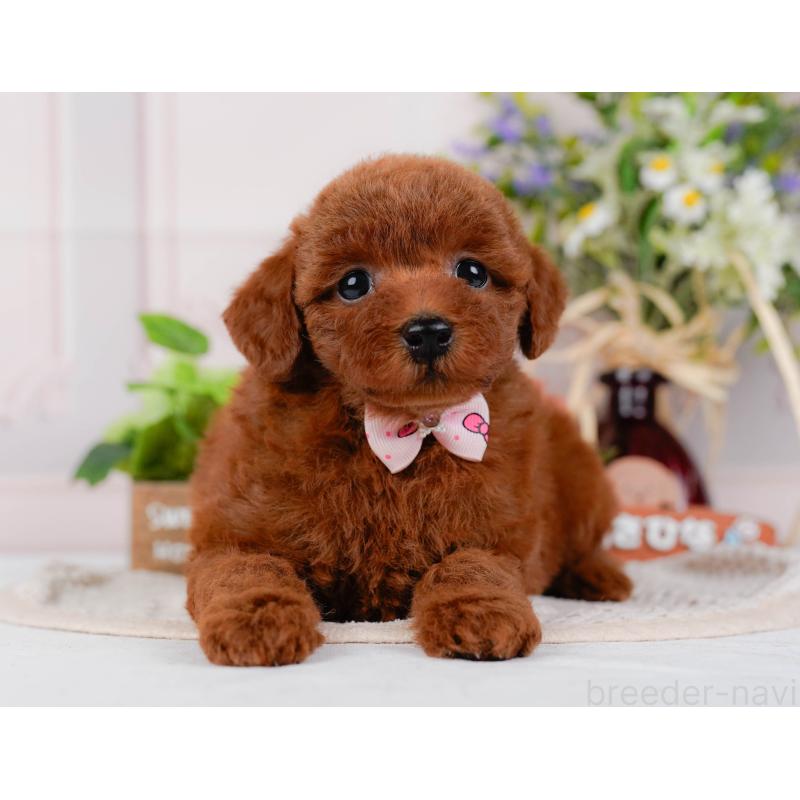 販売中の神奈川県のトイプードル-422789の7枚目