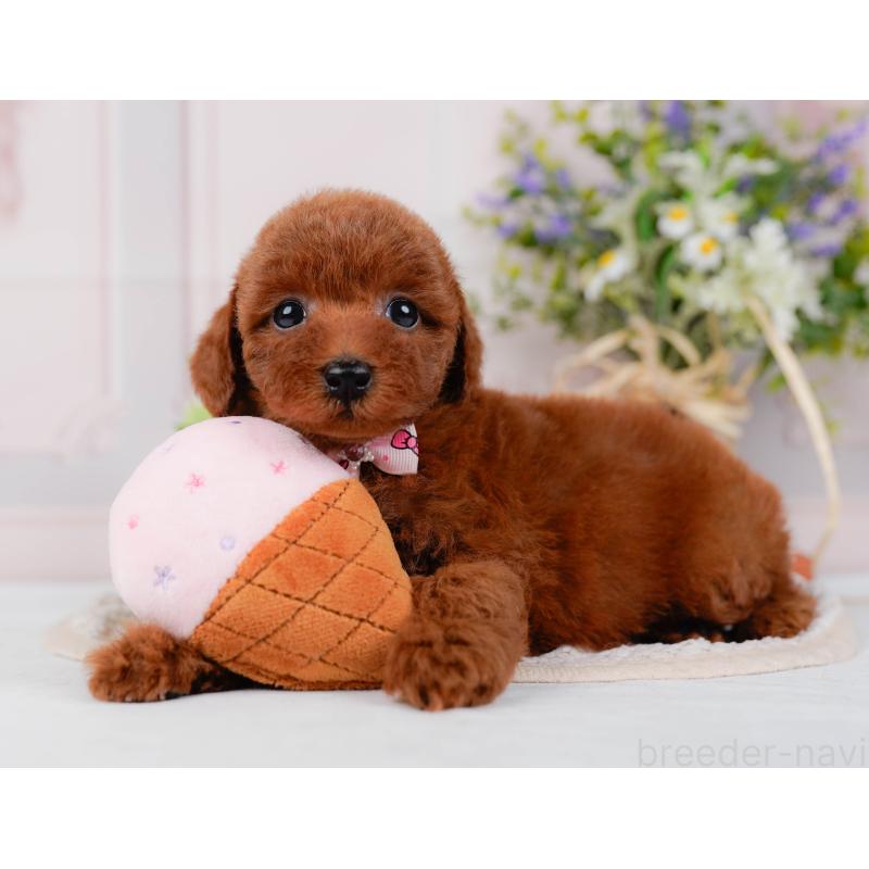 販売中の神奈川県のトイプードル-422789の6枚目