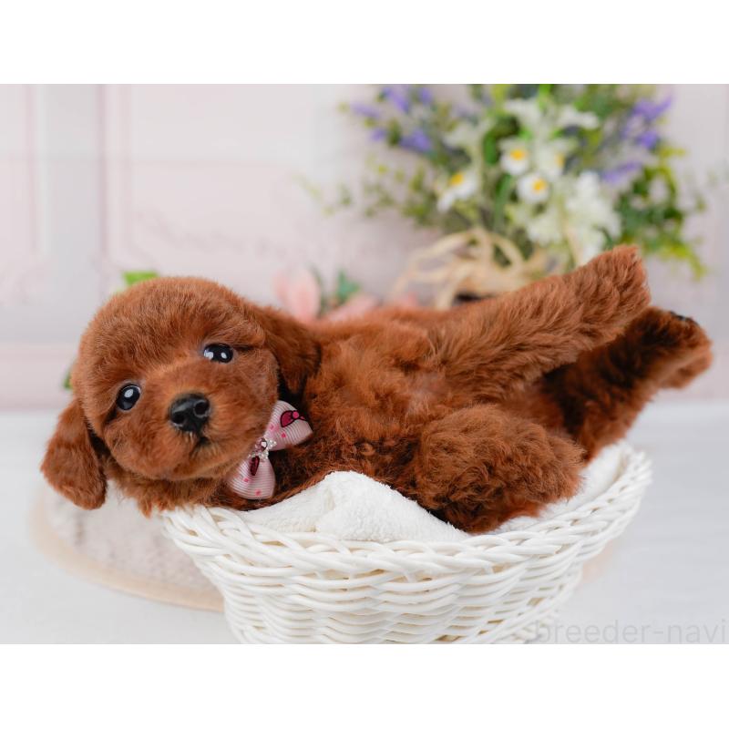 販売中の神奈川県のトイプードル-422789の5枚目