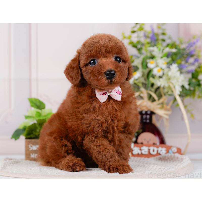 販売中の神奈川県のトイプードル-422789の4枚目