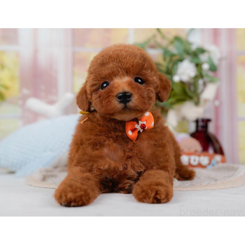 販売中の神奈川県のトイプードル-422787の11枚目