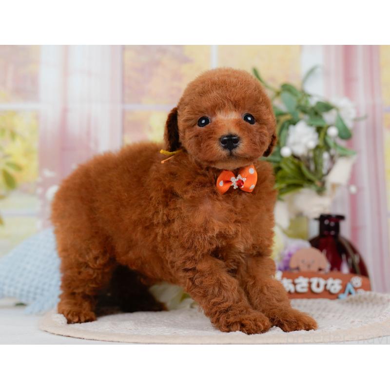 販売中の神奈川県のトイプードル-422787の10枚目