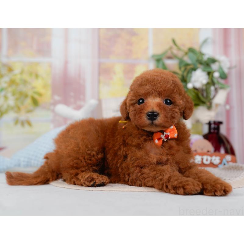 販売中の神奈川県のトイプードル-422787の9枚目