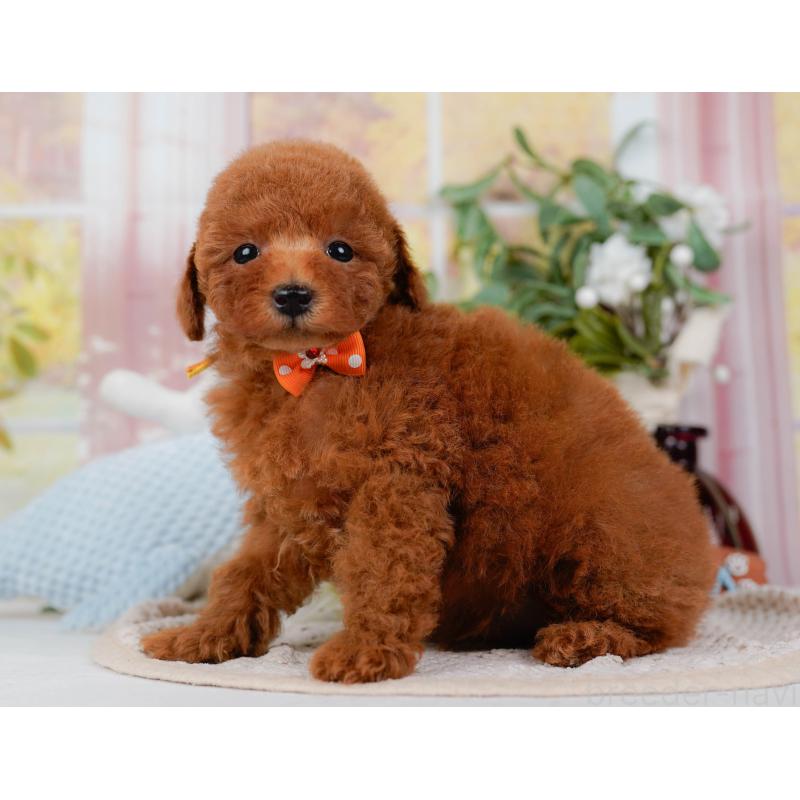 販売中の神奈川県のトイプードル-422787の8枚目