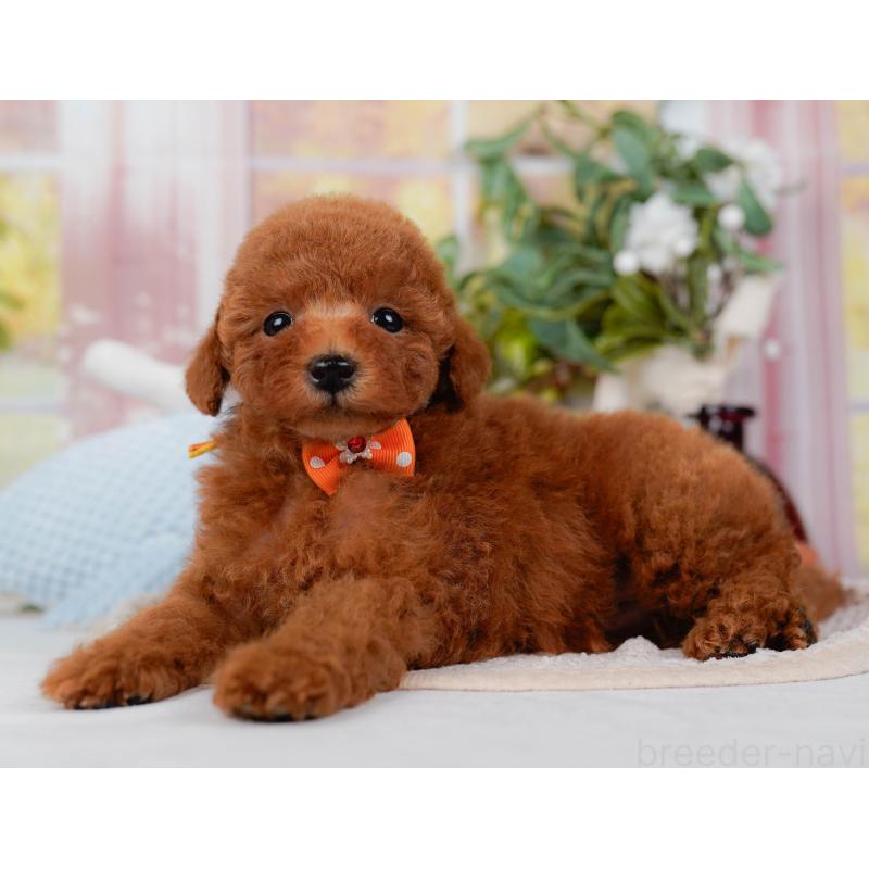 販売中の神奈川県のトイプードル-422787の7枚目