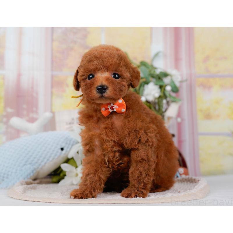 販売中の神奈川県のトイプードル-422787の6枚目