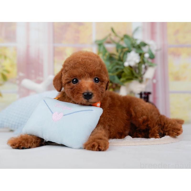 販売中の神奈川県のトイプードル-422787の5枚目