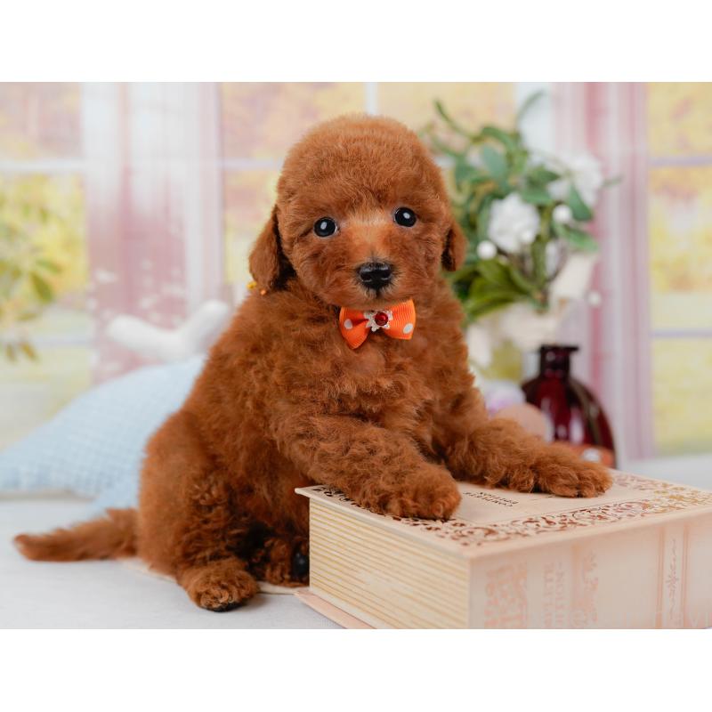 販売中の神奈川県のトイプードル-422787の4枚目