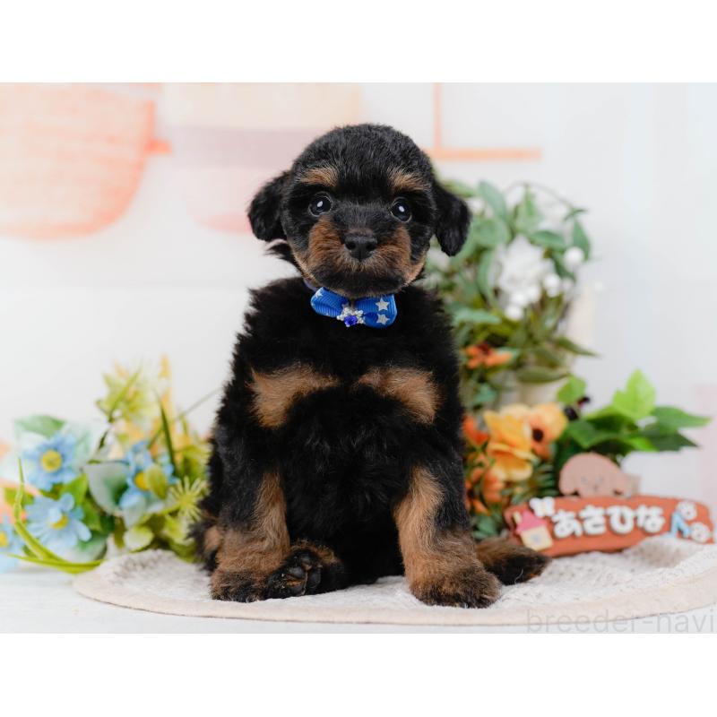 販売中の神奈川県のタイニープードル-422785の11枚目
