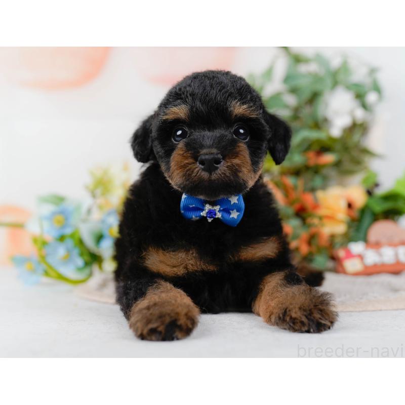 販売中の神奈川県のタイニープードル-422785の10枚目