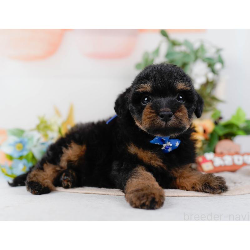 販売中の神奈川県のタイニープードル-422785の9枚目