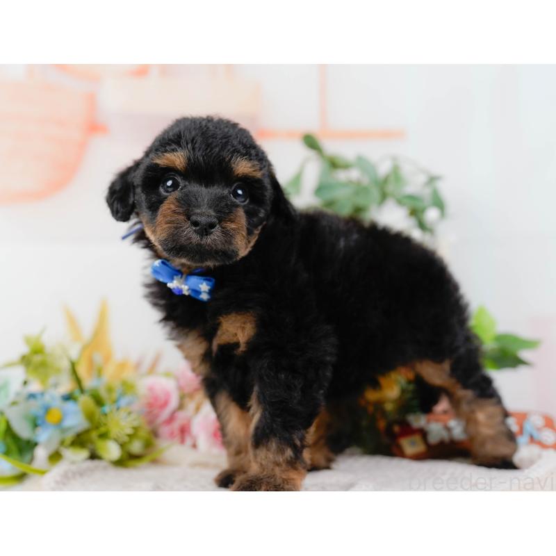 販売中の神奈川県のタイニープードル-422785の8枚目