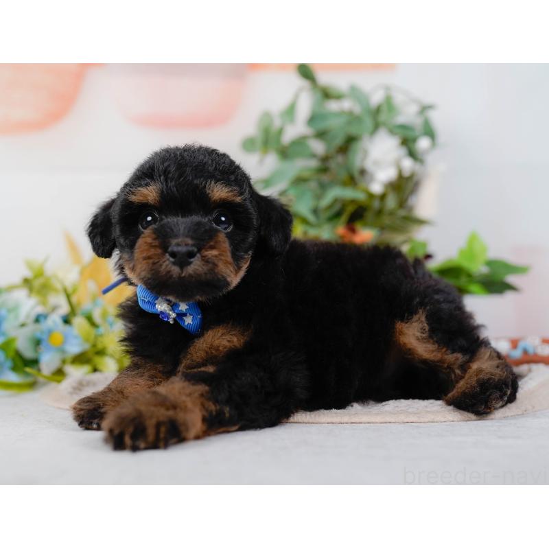 販売中の神奈川県のタイニープードル-422785の7枚目