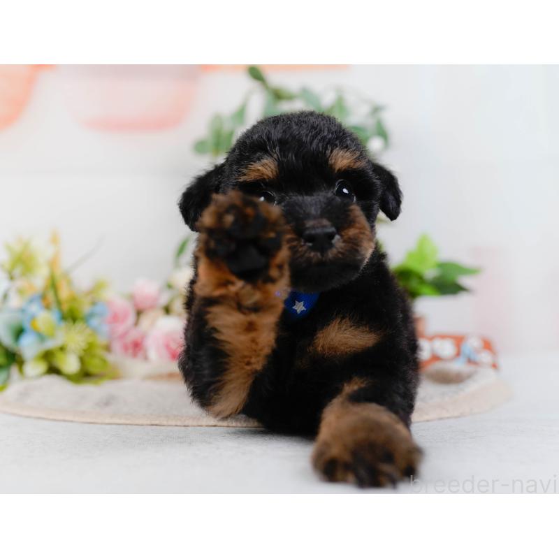 販売中の神奈川県のタイニープードル-422785の6枚目