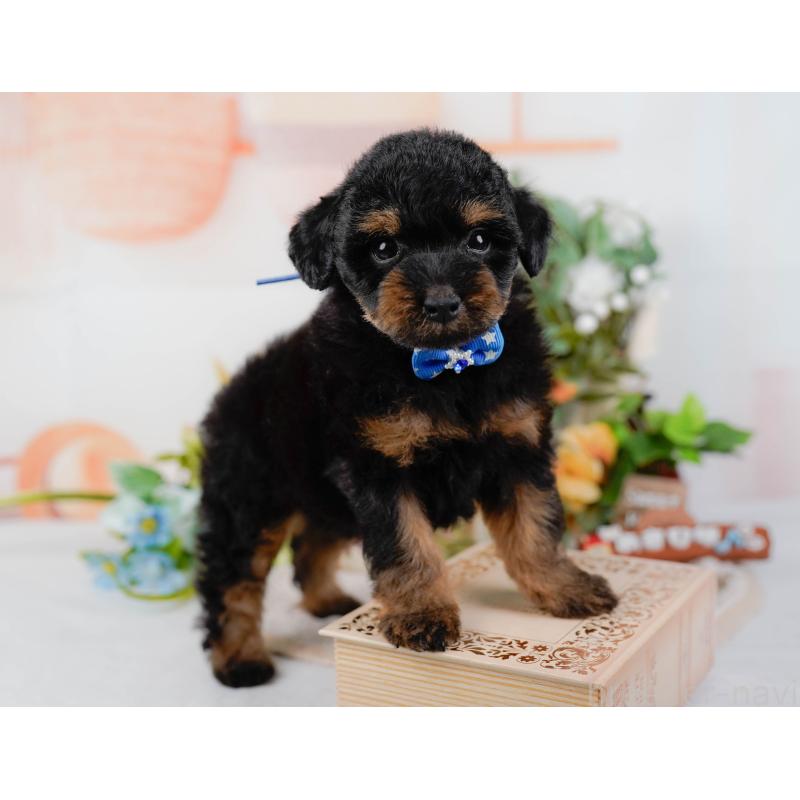 販売中の神奈川県のタイニープードル-422785の5枚目