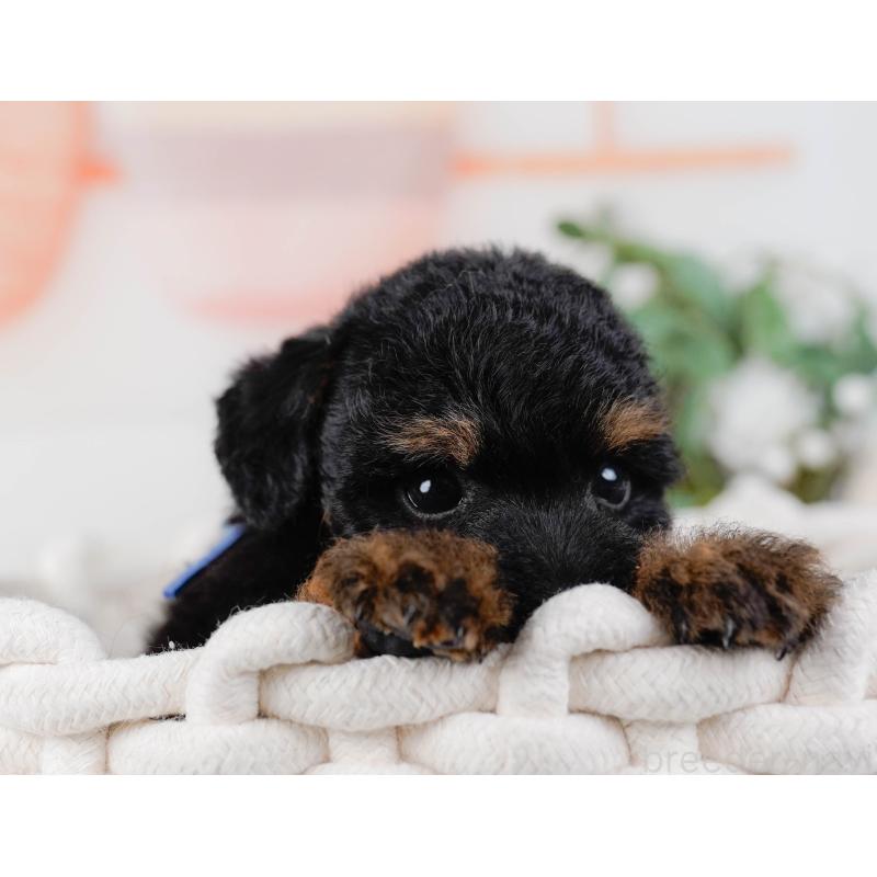 販売中の神奈川県のタイニープードル-422785の4枚目