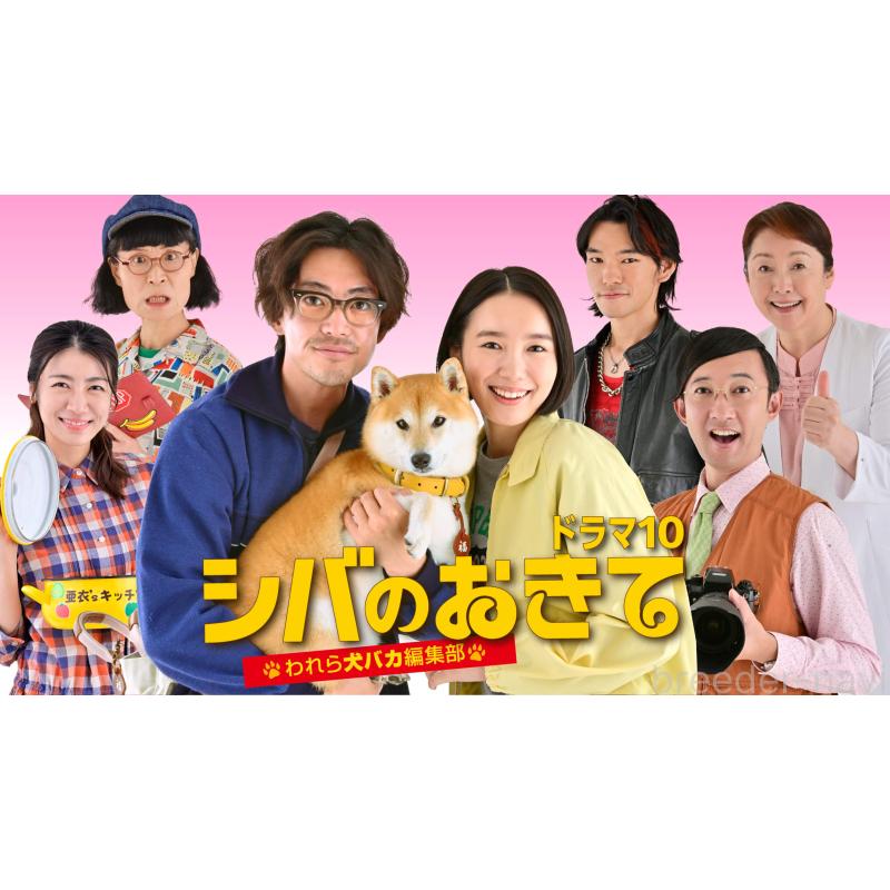 販売中の千葉県の柴犬-420404の5枚目