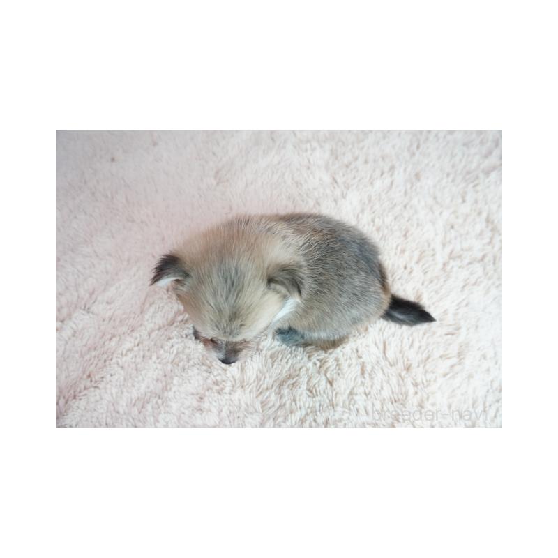 販売中の奈良県のミックス犬-422625の5枚目