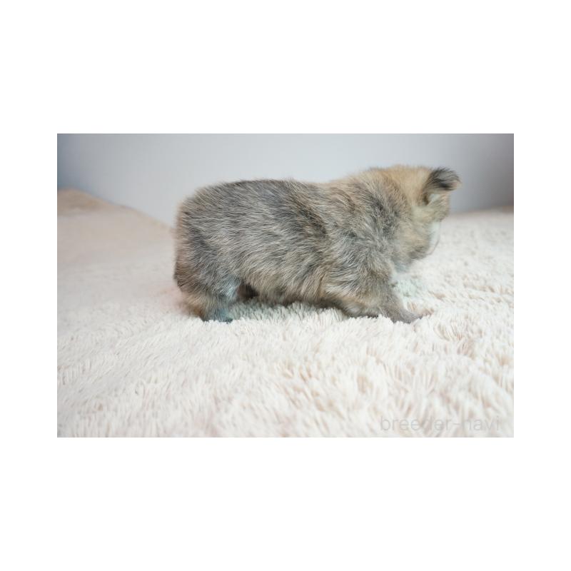 販売中の奈良県のミックス犬-422625の4枚目