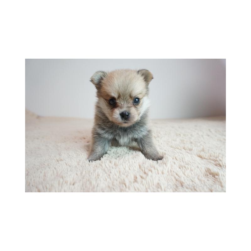 販売中の奈良県のミックス犬-422625の2枚目