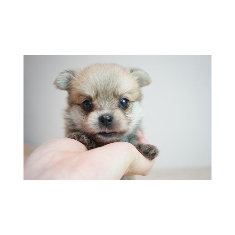 販売中の奈良県のミックス犬-422625