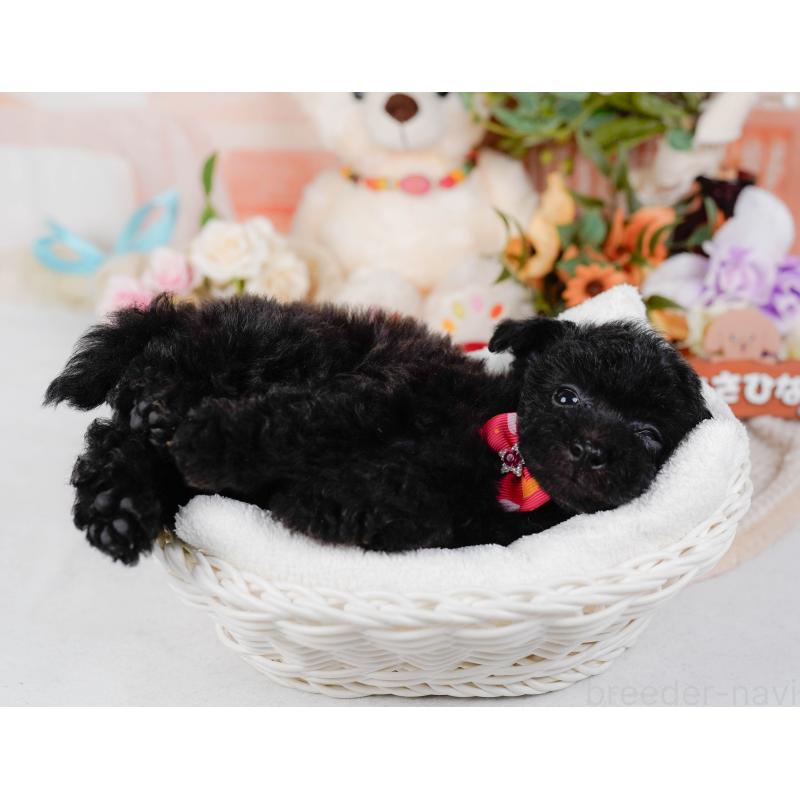 販売中の神奈川県のトイプードル-422783の4枚目