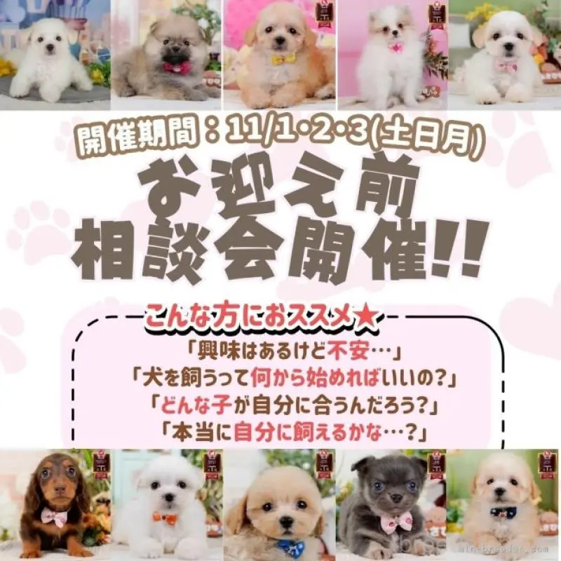 販売中の神奈川県のタイニープードル-422749の20枚目