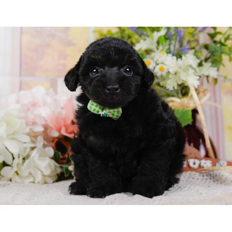 販売中の神奈川県のタイニープードル-422749の11枚目