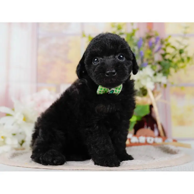 販売中の神奈川県のタイニープードル-422749の10枚目