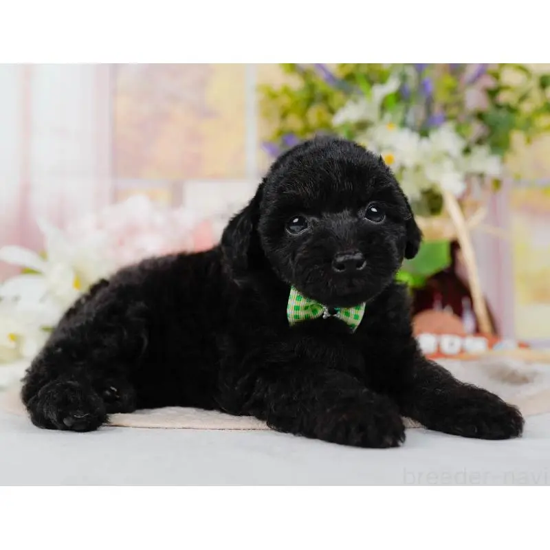 販売中の神奈川県のタイニープードル-422749の9枚目