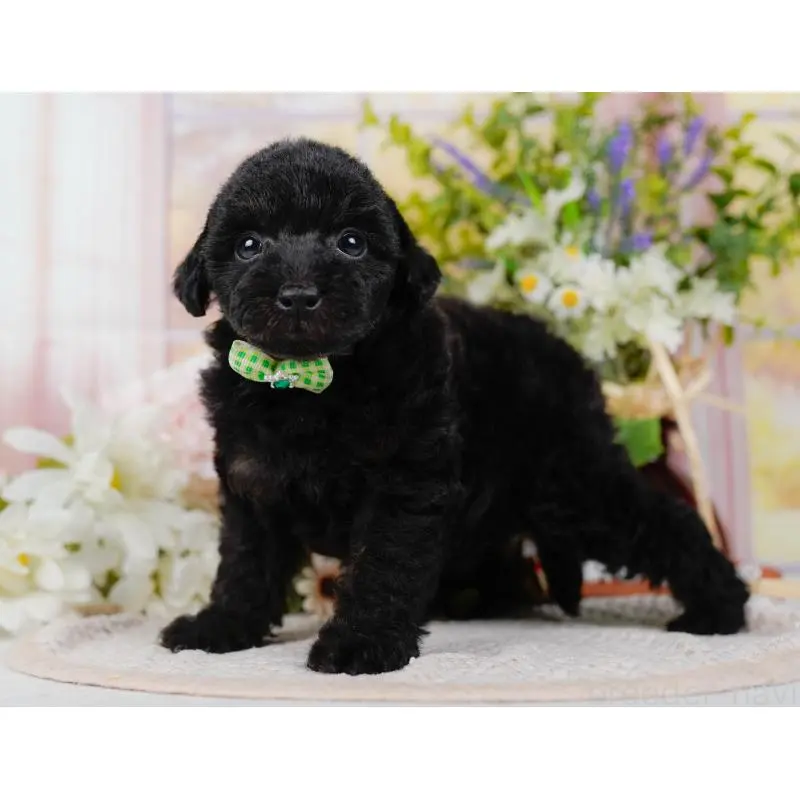 販売中の神奈川県のタイニープードル-422749の8枚目