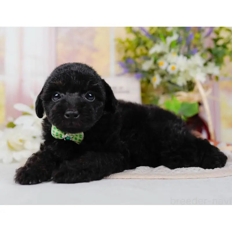 販売中の神奈川県のタイニープードル-422749の7枚目