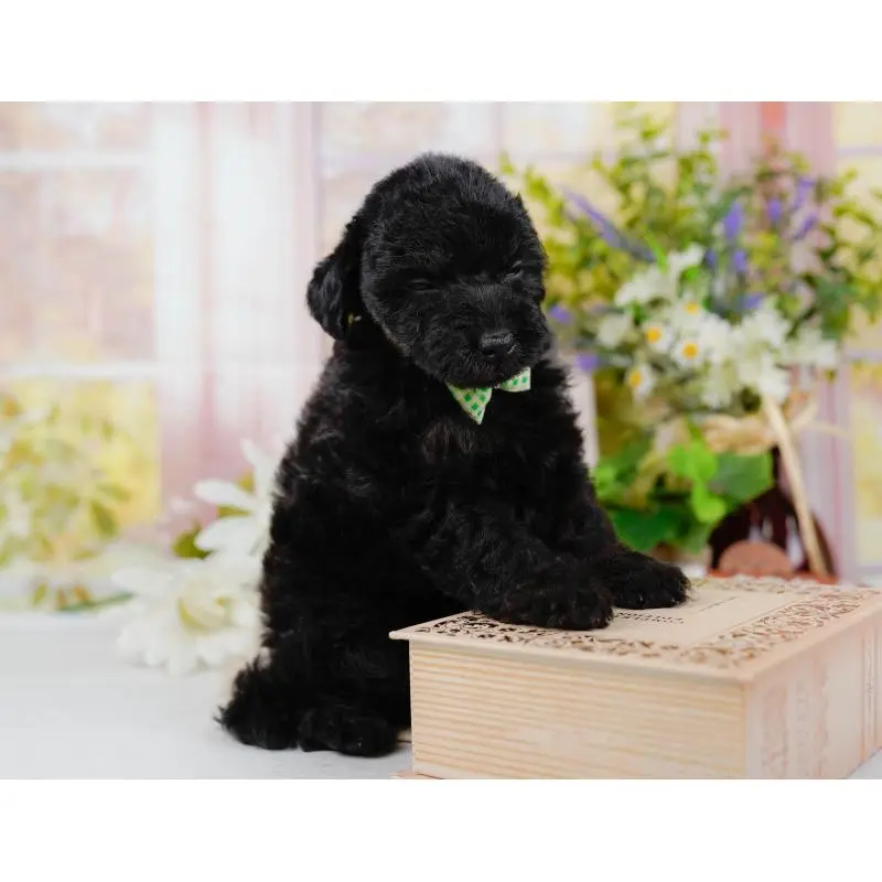 販売中の神奈川県のタイニープードル-422749の6枚目