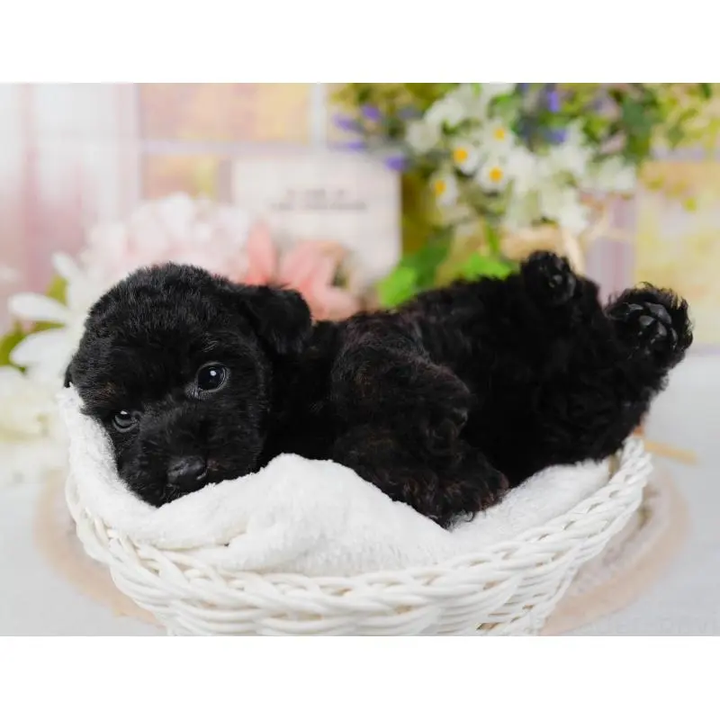 販売中の神奈川県のタイニープードル-422749の5枚目