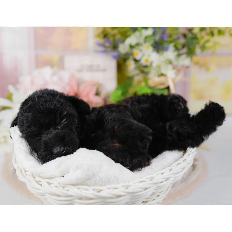 販売中の神奈川県のタイニープードル-422749の4枚目