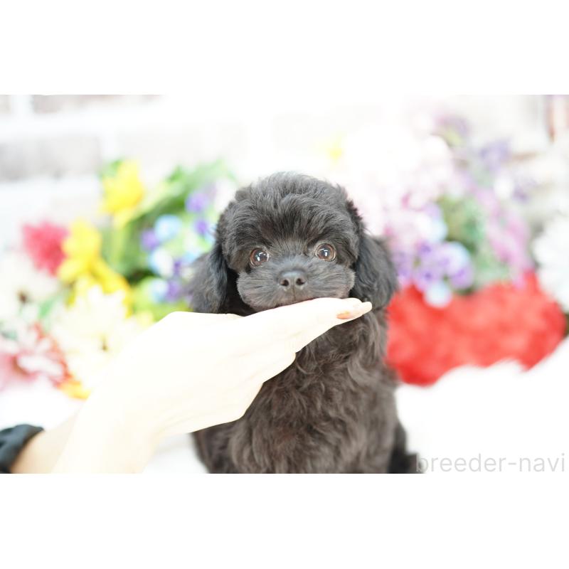 販売中の埼玉県のチワプー:チワワ×トイプードル-422628の4枚目