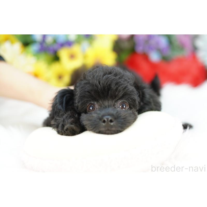 販売中の埼玉県のチワプー:チワワ×トイプードル-422628の3枚目