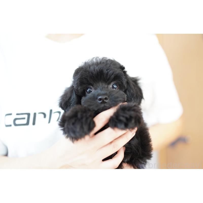 販売中の埼玉県のチワプー:チワワ×トイプードル-422628の2枚目