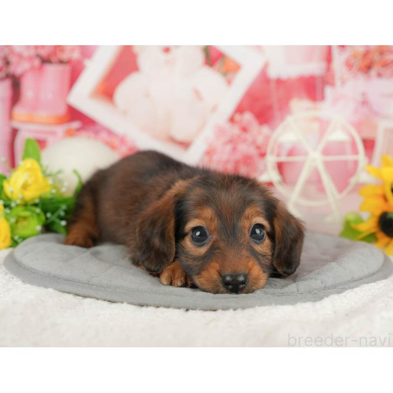 販売中の静岡県のミニチュアダックスフンド(ロングヘアード)-423132の14枚目